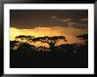 Acacia Trees Silhouetted Against The Evening Sky by Marc Moritsch Limited Edition Print