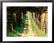 Tree-Lined Dirt Road Near Cortona, Umbria, Italy by David Tomlinson Limited Edition Pricing Art Print