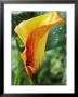 Zantedeschia, Mango (Close-Up Of Orange Flower) by Chris Burrows Limited Edition Pricing Art Print