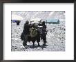A Yak'sdays Work, Nepal by Michael Brown Limited Edition Pricing Art Print