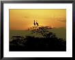 Crowned Cranes, 2 On Tree At Sunset, Tanzania by Deeble & Stone Limited Edition Print