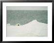 A Polar Bear Peers Over A Snow Bank At Waters Edge by Norbert Rosing Limited Edition Print