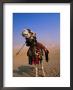 Tourist Camels At Great Pyramids, Giza, Egypt by Chris Mellor Limited Edition Print