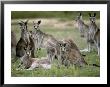 Alert Mob Of Eastern Grey Kangaroos Standing And Lying Down, Australia by Jason Edwards Limited Edition Print