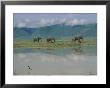 A Herd Of African Elephants Traveling Along A River In Chobe National Park by Beverly Joubert Limited Edition Print
