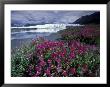 Fireweed Blossoms, Matanuska Glacier, Chugach Range, Alaska, Usa by Paul Souders Limited Edition Print