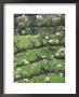 Pear, Espalier Trained Tree (Fruit Blossom) by Mark Bolton Limited Edition Print