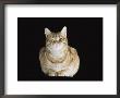 Male Ginger Domestic Cat Looking Smug, Uk by Jane Burton Limited Edition Print