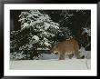 Mountain Lion In A Wintry Landscape by Jim And Jamie Dutcher Limited Edition Print