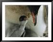 An Adult Gentoo Penguin Looks Down At Its Small Chick by Maria Stenzel Limited Edition Print