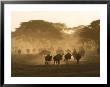 Wildebeest Migration, Tanzania by Charles Sleicher Limited Edition Print