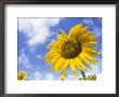 Sunflower, Helianthus Species, Bielefeld, North Rhine-Westphalia, Germany by Thorsten Milse Limited Edition Print