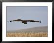 Buzzard (Buteo Buteo), Flying Over Farmland, Captive, Cumbria, England, United Kingdom by Steve & Ann Toon Limited Edition Print