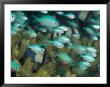 Blue-Green Chromis In Hard Coral, Papua New Guinea by Michele Westmorland Limited Edition Print