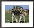 Burchell's (Plains) Zebra (Equus Burchelli), Etosha National Park, Namibia, Africa by Steve & Ann Toon Limited Edition Print