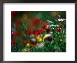 Wildflowers Growing In Olive Grove, Greece by David Tipling Limited Edition Print