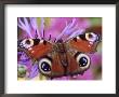 Peacock Butterfly On Cornflower by Steven Knights Limited Edition Pricing Art Print