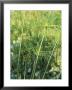 Cyperus Papyrus, Close-Up Of Green Foliage, September by Lynn Keddie Limited Edition Print