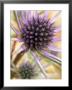 Eryngium Bourgattii, October, Lady Farm, Somerset by Mark Bolton Limited Edition Print