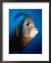 Gray Angelfish, Close-Up by Mike Mesgleski Limited Edition Pricing Art Print