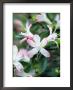 Rhododendron (Karume Group) by Mark Bolton Limited Edition Print
