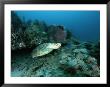 An Endangered Loggerhead Turtle Emereges From Beneath A Reef Ledge by Brian J. Skerry Limited Edition Pricing Art Print