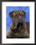 Bordeaux Dog by Petra Wegner Limited Edition Print