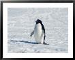Adelie Penguin In Snow, Antarctica by Mike Hill Limited Edition Pricing Art Print