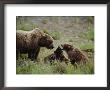 A Mother Grizzly Bear Watches As Her Two Cubs Play by Joel Sartore Limited Edition Pricing Art Print