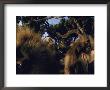 A Group Of Bachelor Male Geladas by Michael Nichols Limited Edition Pricing Art Print