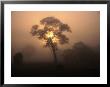 Trees In Fog At Wannon, Australia by Wayne Walton Limited Edition Print