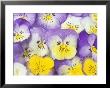 Yellow And Purple Pansies by Linda Burgess Limited Edition Print