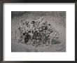 Close View Of Mud Bubble by Norbert Rosing Limited Edition Print
