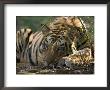 Bengal Tiger, Close-Up Profile Of Large Male Tiger Laying On Ground, Madhya Pradesh, India by Elliott Neep Limited Edition Print