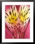 Alstroemeria (Sunburst Rose) by Chris Burrows Limited Edition Pricing Art Print