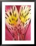 Alstroemeria (Sunburst Rose) by Chris Burrows Limited Edition Print