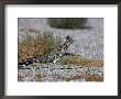 Greater Roadrunner, New Mexico by David Tipling Limited Edition Pricing Art Print