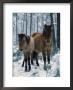 Domestic Horse, Dulmen Ponies, Mare With Foal In Winter, Europe by Reinhard Limited Edition Print