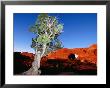 Tree Infront Of Turret Arch, Arches National Park by Holger Leue Limited Edition Print