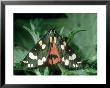 Scarlet Tiger Moth At Rest On Nettles, Nottinghamshire, Uk by Harry Fox Limited Edition Pricing Art Print