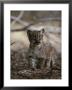 Portrait Of An Eight-Week-Old Mountain Lion Kitten by Jim And Jamie Dutcher Limited Edition Print