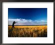 Mallee Farmer, Quail Shooting In Wheat Stubble - Mallee, Victoria, Australia by John Hay Limited Edition Print