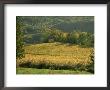 Vineyards In Autumn, Near Arbois, Jura, Franche Comte, France by Michael Busselle Limited Edition Print