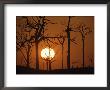 Sunset In Tropical Rainforest After Destruction By Fire, Brazil by Martin Dohrn Limited Edition Print