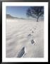 Footprints In Snow by Fogstock Llc Limited Edition Print