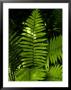 Close View Of A Fern Lit By The Sun, Groton, Connecticut by Todd Gipstein Limited Edition Print