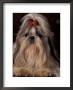 Shih Tzu Portrait With Hair Tied Up, Showing Length Of Facial Hair by Adriano Bacchella Limited Edition Print
