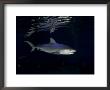 Tiger Shark, Hawaii by David B. Fleetham Limited Edition Pricing Art Print