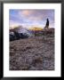 A Hiker High Above Treeline Near Independence Mountain, Colorado by Mike Tittel Limited Edition Print