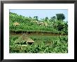 Banana Plantation And Traditional Mud & Thatch Huts, E. Uganda by William Gray Limited Edition Print